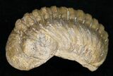 Partially Enrolled Barrandeops (Phacops) Trilobite #11253-1
